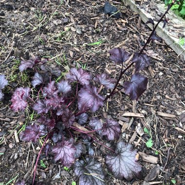 Alumroot 'Amethyst Myst'