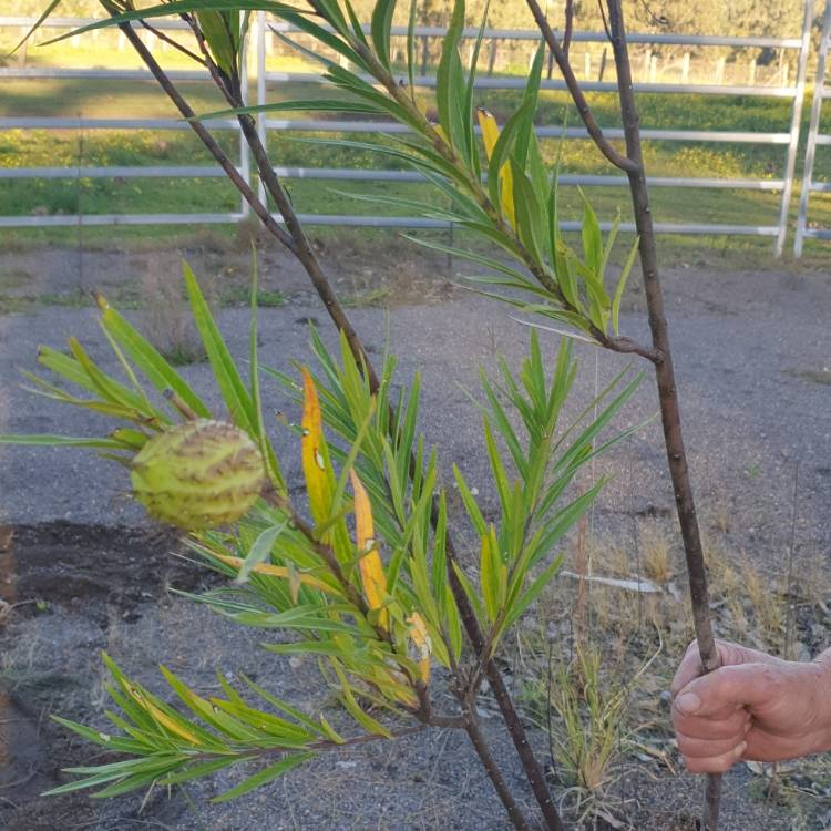 Plant image Gomphocarpus 'Hairy Balls'