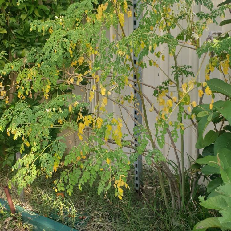 Plant image Senna didymobotrya syn.Cassia didymobotrya