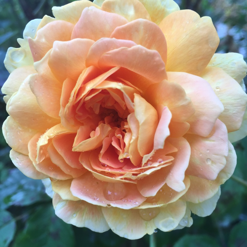 Plant image Rosa 'Molineux'