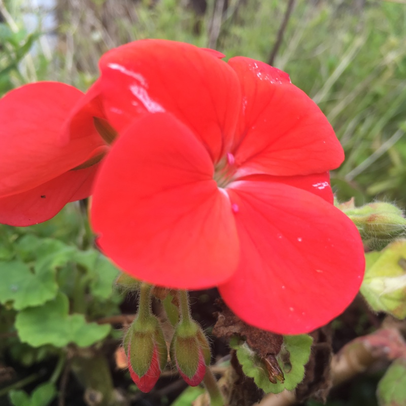 Plant image Pelargonium 'Royal Surprise'