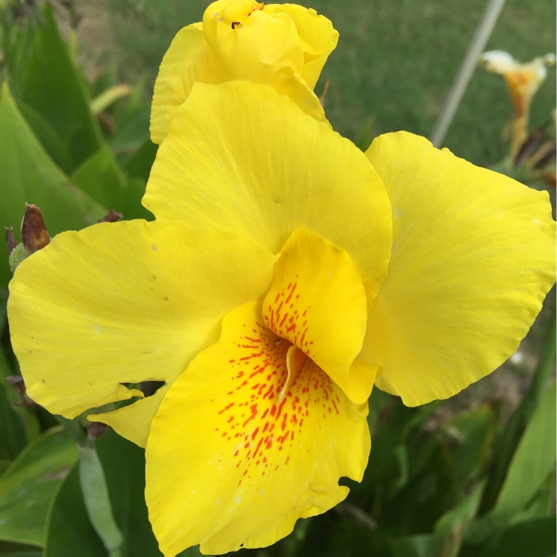 Canna 'Cleopatra'