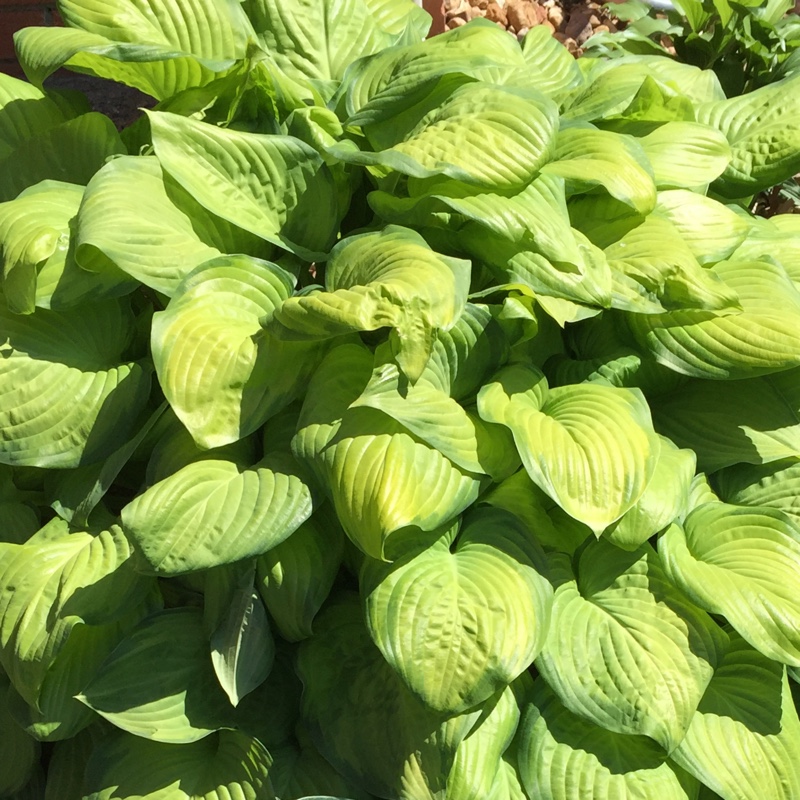 Plant image Hosta 'Gold Standard'