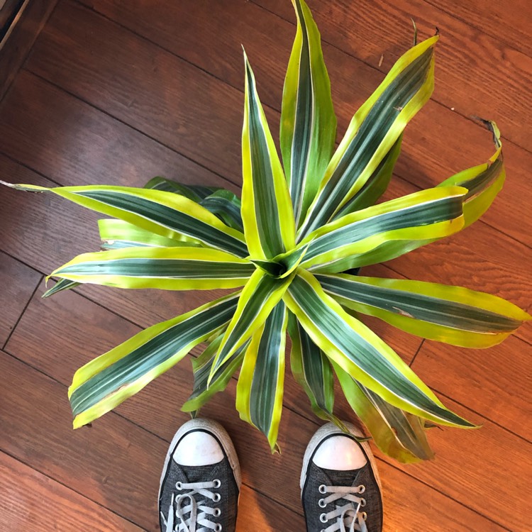 Plant image Dracaena deremensis 'Lemon Surprise'