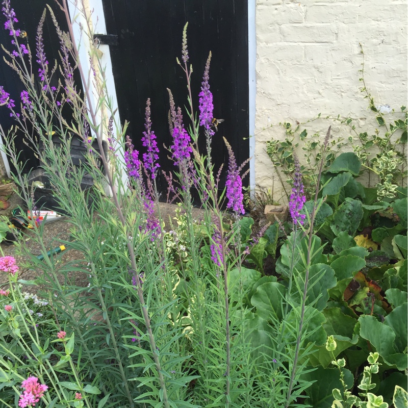 Plant image Linaria purpurea 'Canon Went'