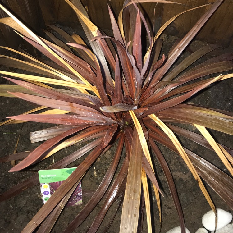 Plant image Cordyline Australis 'Raspberry Fountain'