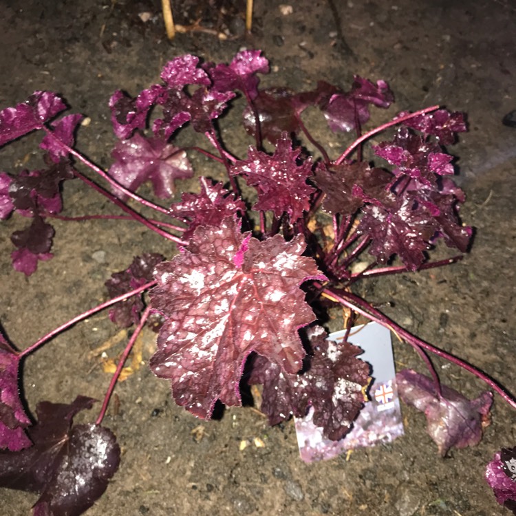 Plant image Heuchera 'Liquorice'