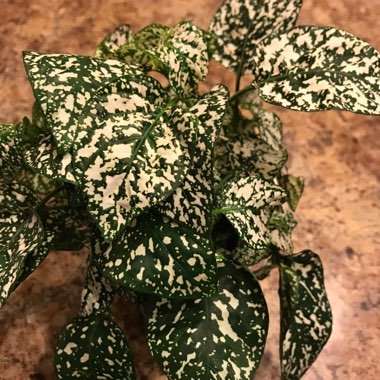 Polka Dot Plant