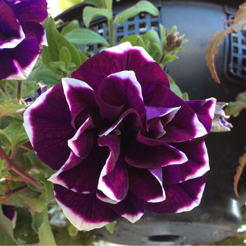 Trailing Petunia 'Belinda'