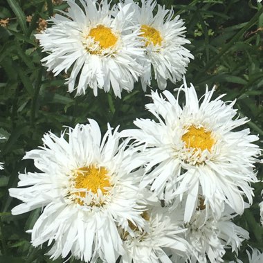 Shasta Daisy 'Freak'