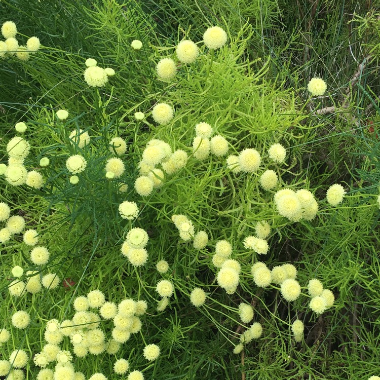 Plant image Santolina rosmarinifloria 'Lemon Fizz'