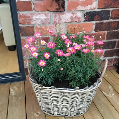 Canary Marguerite Daisy