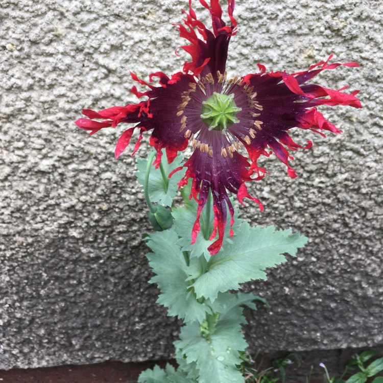 Plant image Papaver somniferum 'Drama Queen'