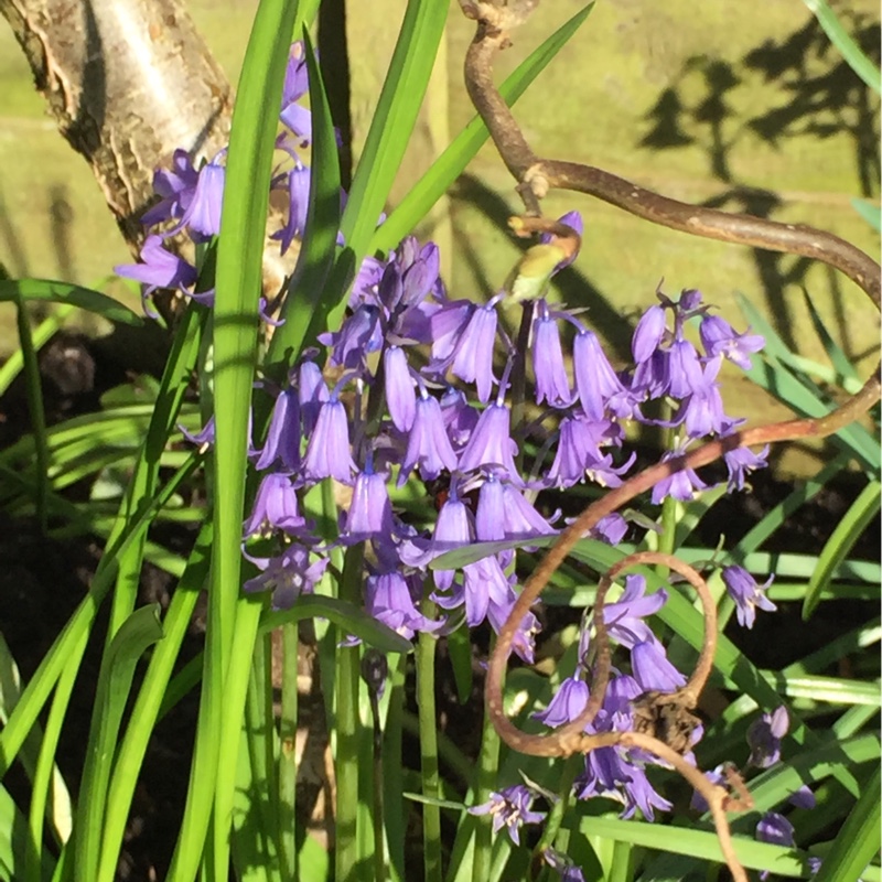 English Bluebell