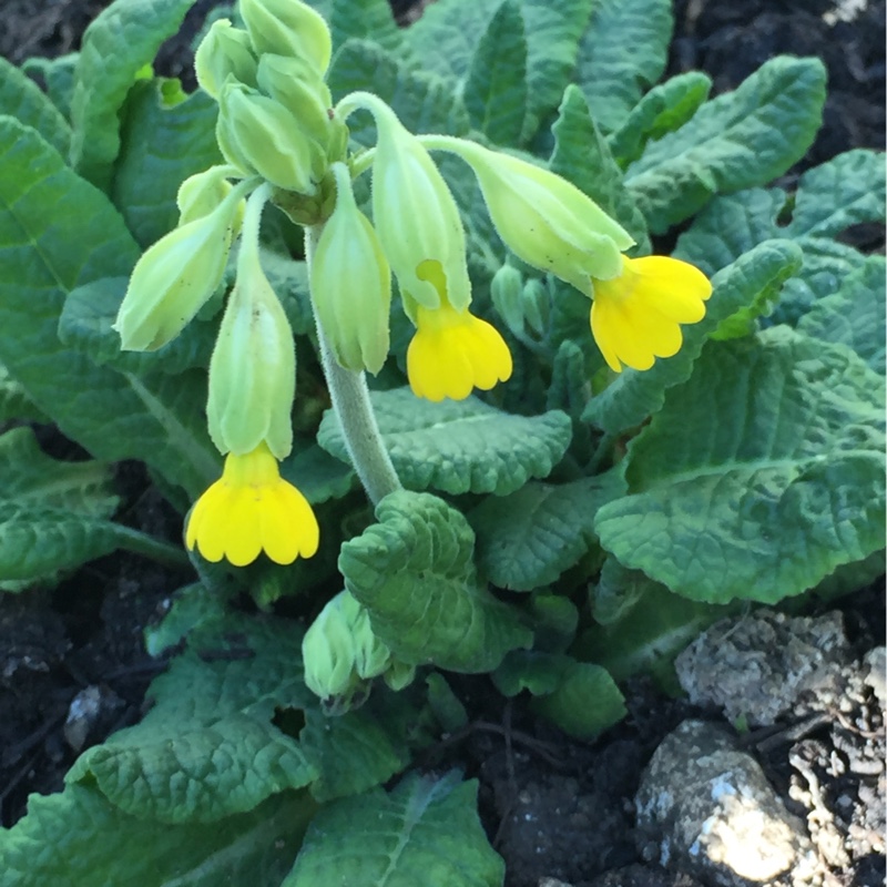 Common Cowslip