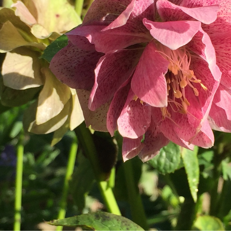 Hellebore (Species) Hybrid Hellebore