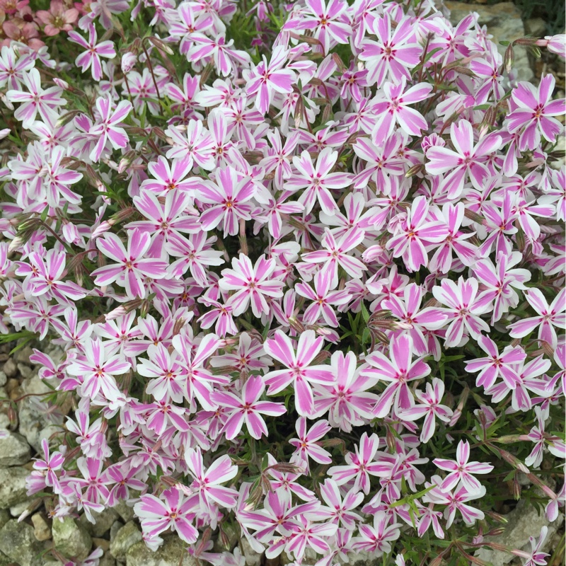 Phlox