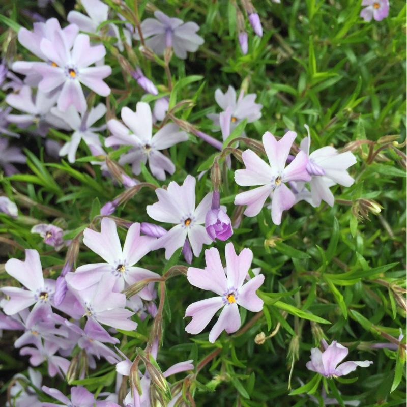 Phlox