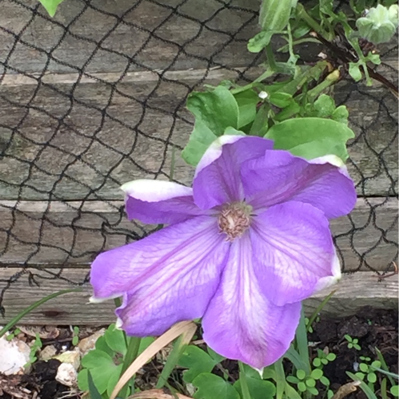 Clematis