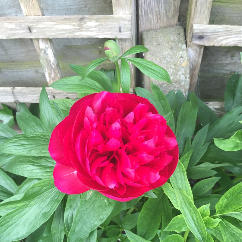 Peony 'Rubra Plena' (Herbaceous)