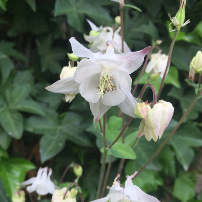 Columbine