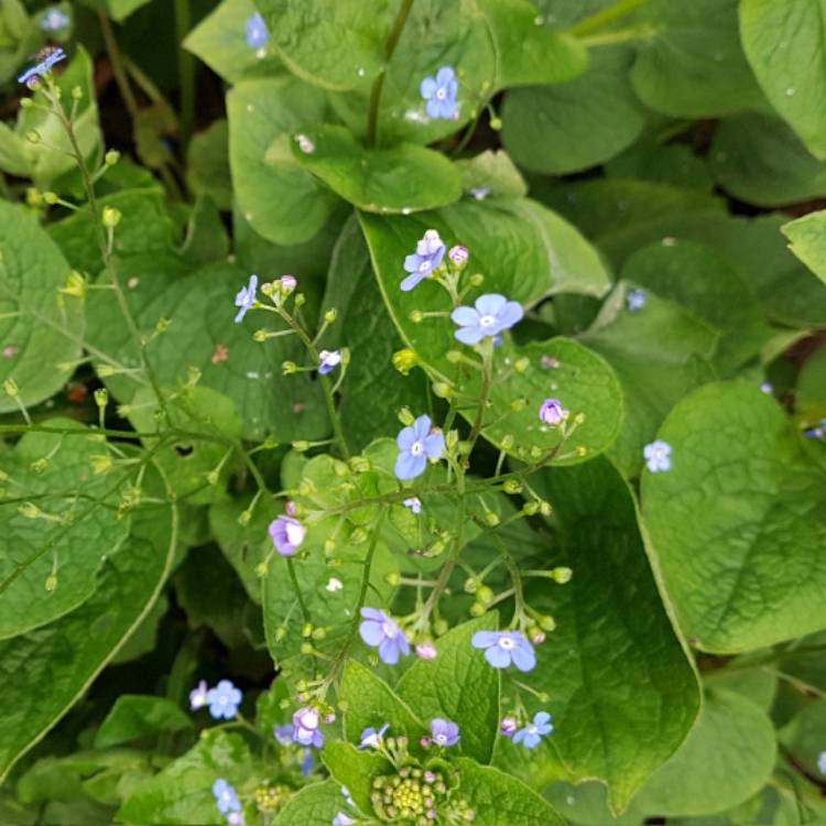 Plant image Brunnera macrophylla