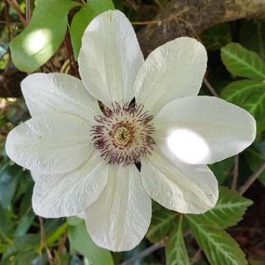 Clematis (Pruning Group 2)