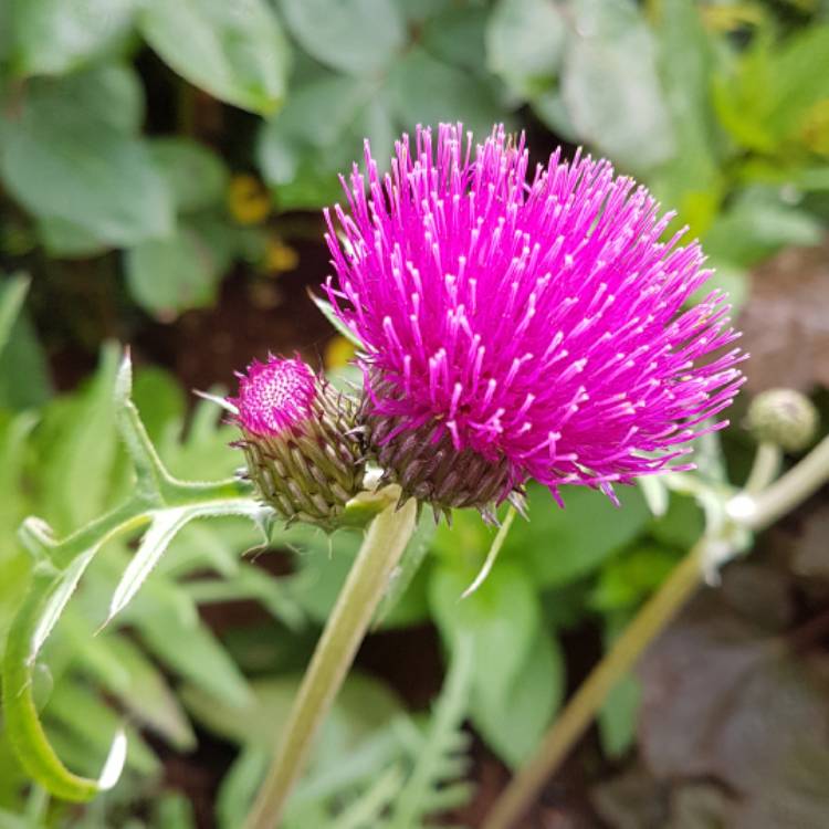 Plant image Cirsium rivulare 'Atropurpureum'