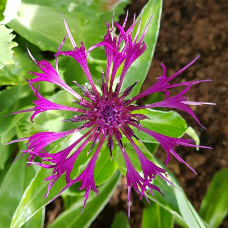 Plant image Centaurea montana 'Amethyst Dream'