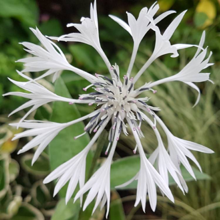 Plant image Centaurea montana 'Alba'