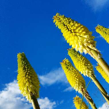 Red Hot Poker