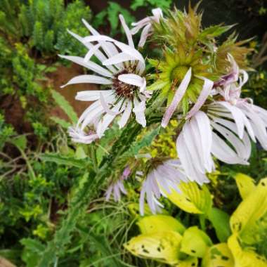 Berkheya