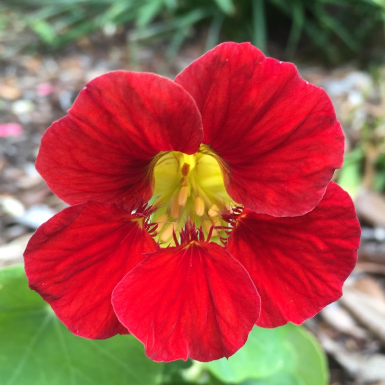 Plant image Tropaeolum majus 'Crimson Emperor'