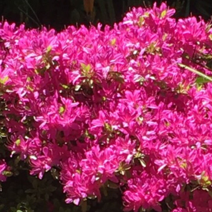 Plant image Rhododendron Luteum 'Berryrose'