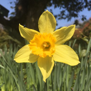 Narcissus 'King Alfred'