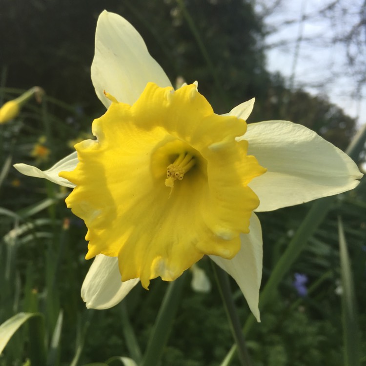 Plant image Narcissus 'C.J. Backhouse' syn. Narcissus 'Incomparabilis Leedsii C.J. Backhouse'