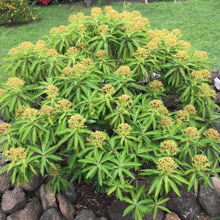 Plant image Euphorbia mellifera