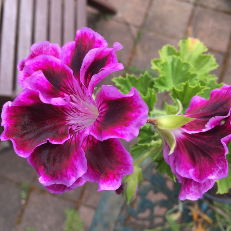 Plant image Geranium 'Ann Folkard'