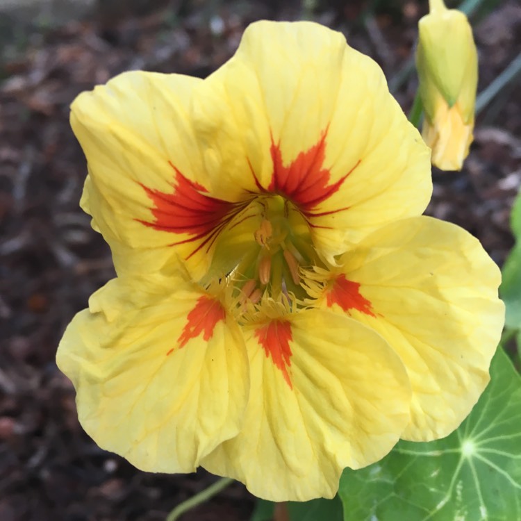 Plant image Tropaeolum majus 'Cream Troika'