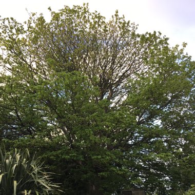 Acer Pseudoplatanus Leopoldii