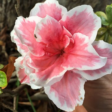 Rhododendron 'Cecile'