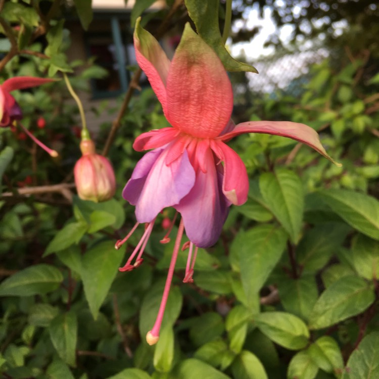 Plant image Phygelius x rectus 'Pink Sensation'