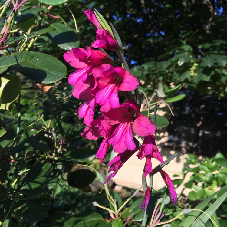 Plant image Gladiolus 'Black Star'