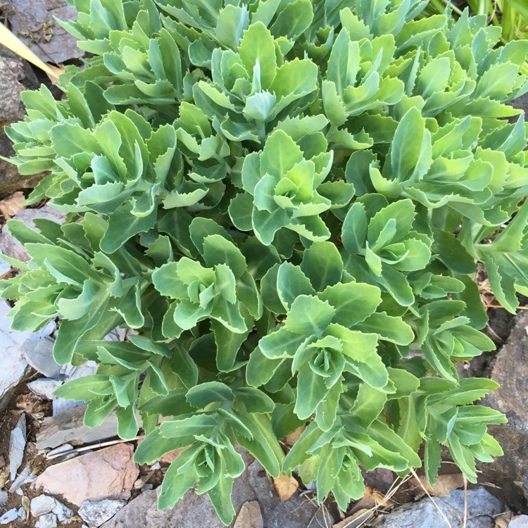 Plant image Hylotelephium Spectabile Iceberg