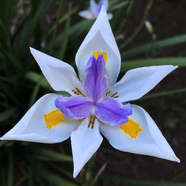 Plant image Dietes iridioides syn. Moraea iridioides, Moraea vegeta, Dietes vegeta