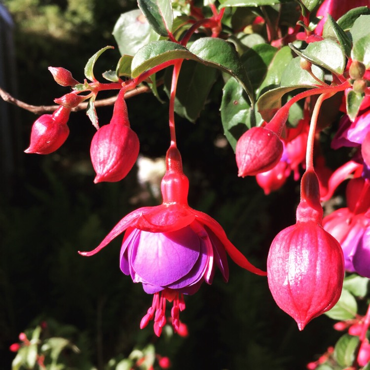 Plant image Phygelius x rectus 'Pink Sensation'