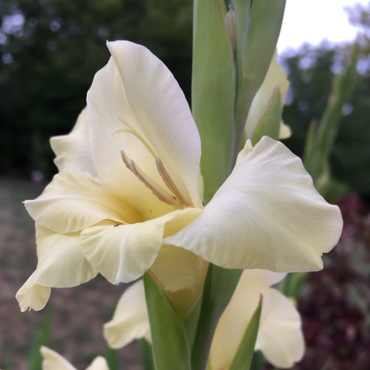 Plant image Gladiolus 'Yellow Star'