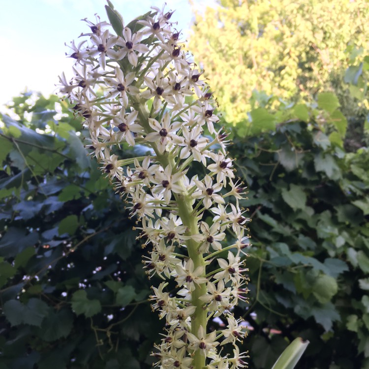 Plant image Eucomis montana