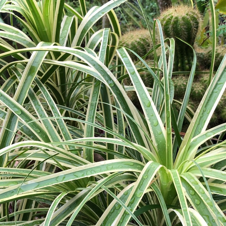 Plant image Beaucarnea Guatamalensis