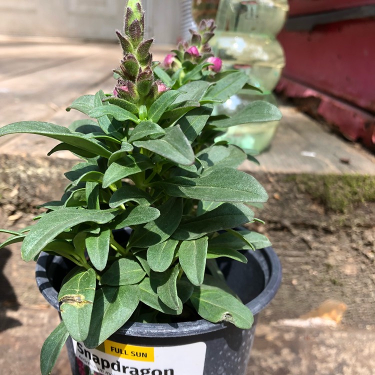 Plant image Antirrhinum majus 'Sonnet Crimson' (Sonnet Series)